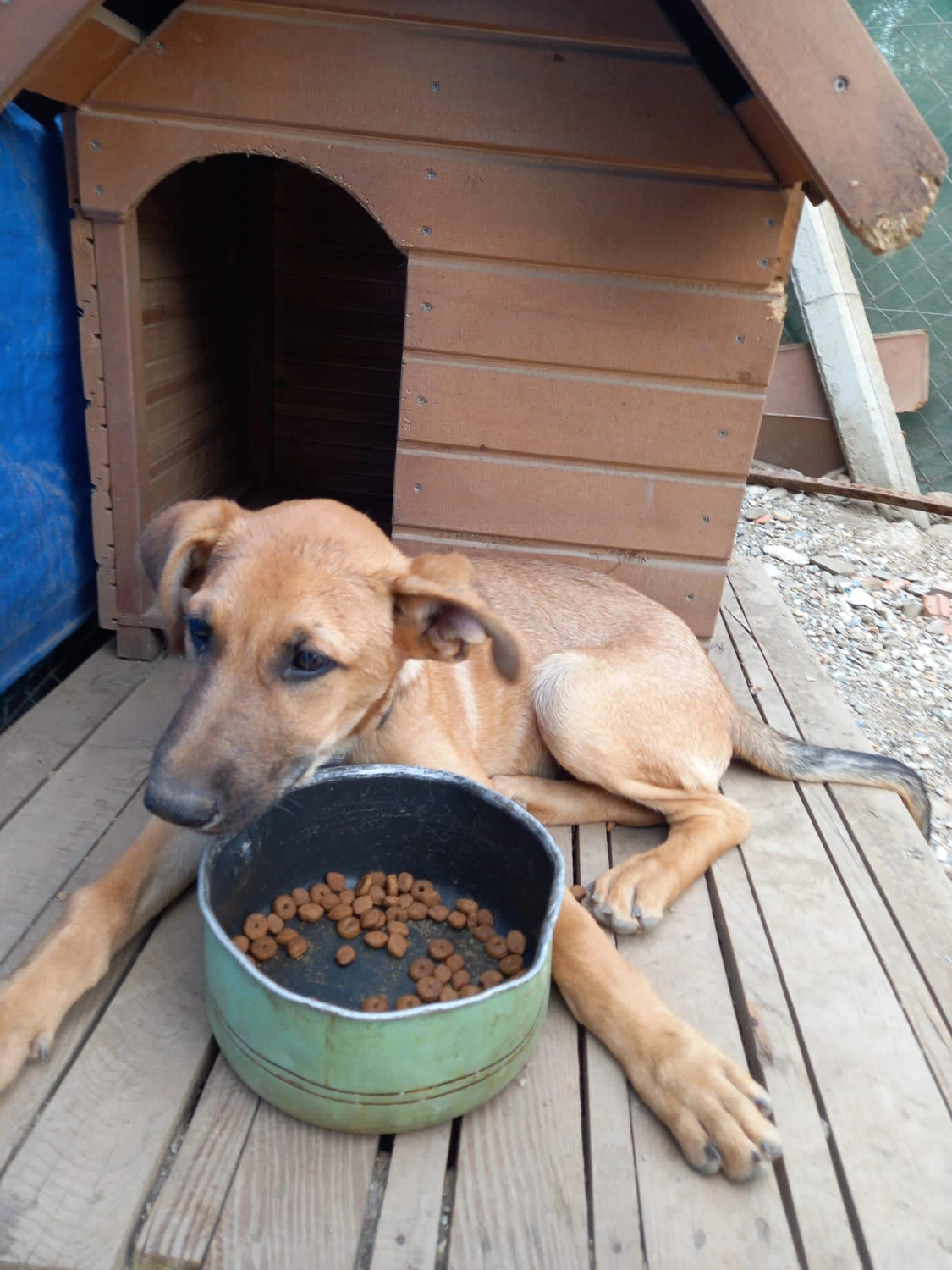 SOUL TO HELP ANIMALS e. V. - Tierschutzverein - Hund