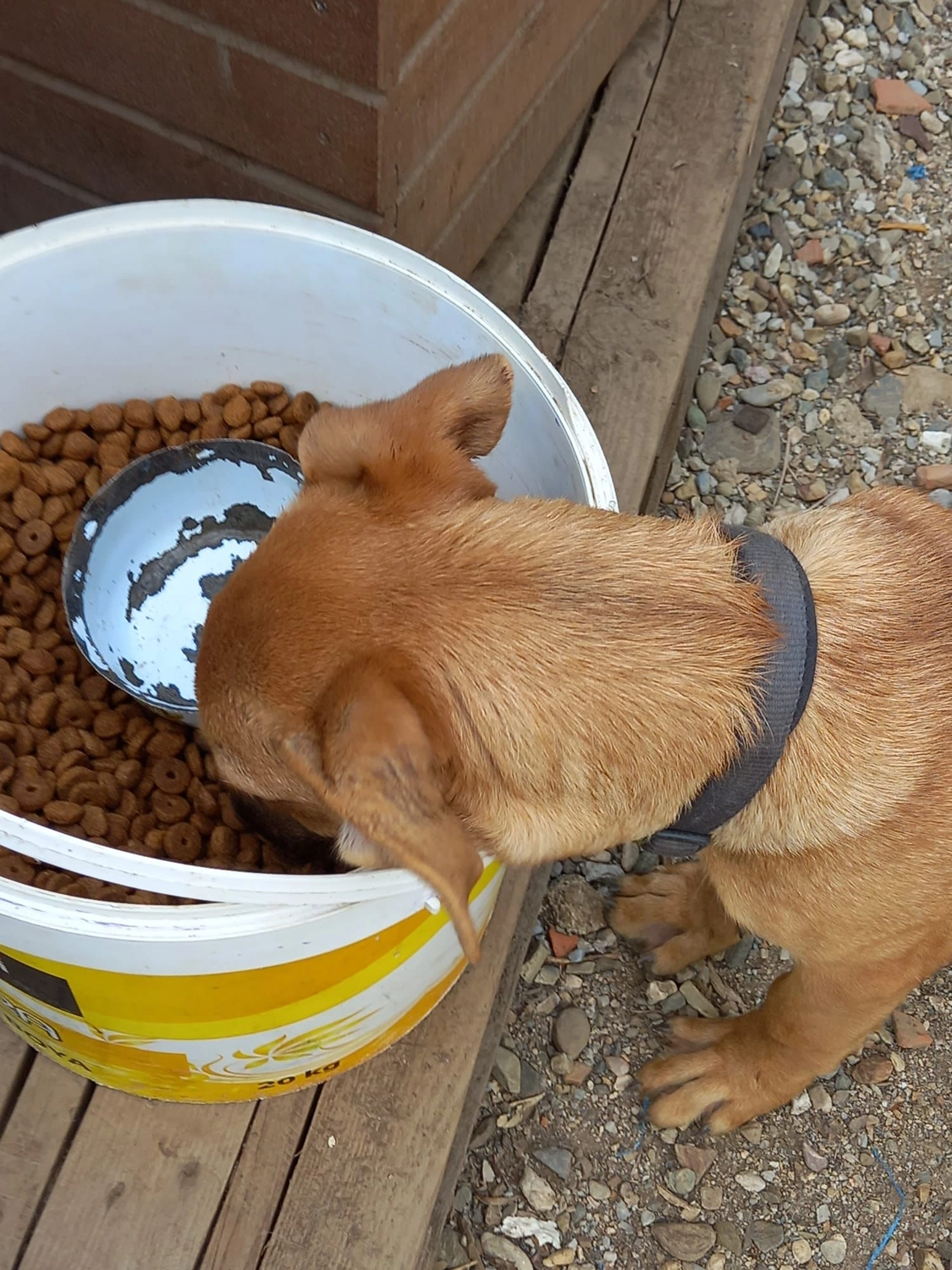 SOUL TO HELP ANIMALS e. V. - Tierschutzverein - Hund frisst Futter