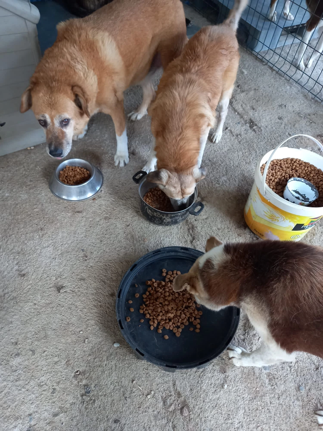 SOUL TO HELP ANIMALS e. V. - Tierschutzverein - Auffangstation für Hunde und Katzen in Izmir