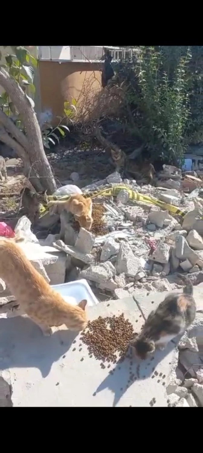 SOUL TO HELP ANIMALS e. V. - Tierschutzverein - Welpe