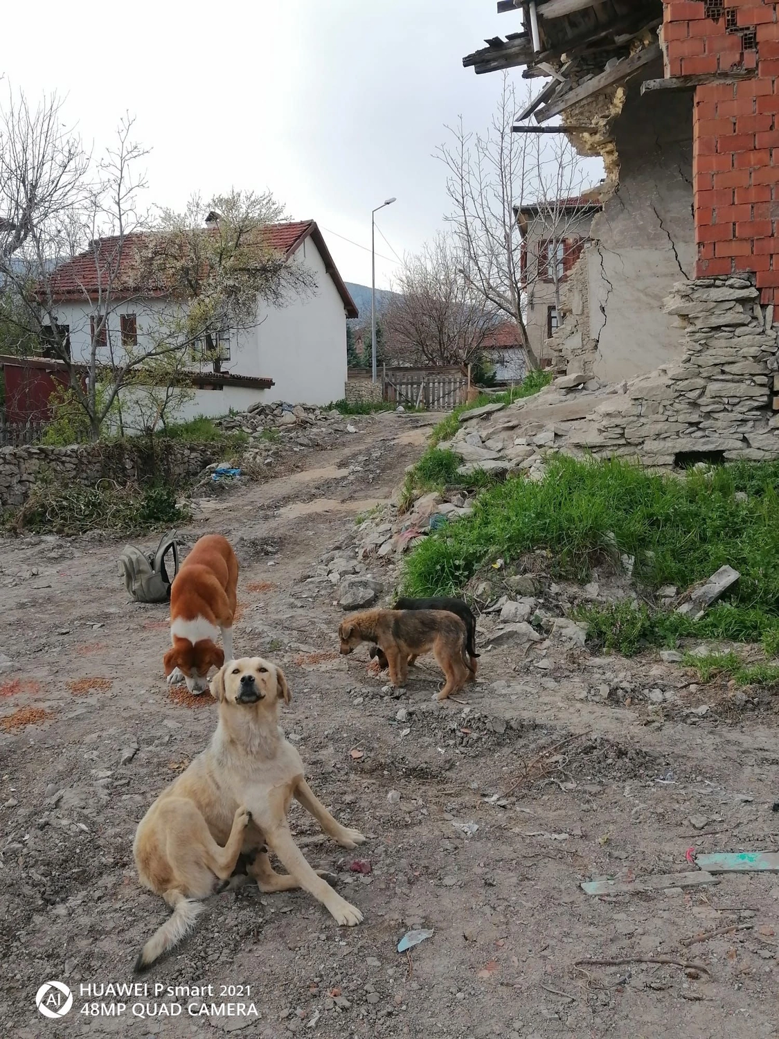 SOUL TO HELP ANIMALS e. V. - Tierschutzverein - Welpe