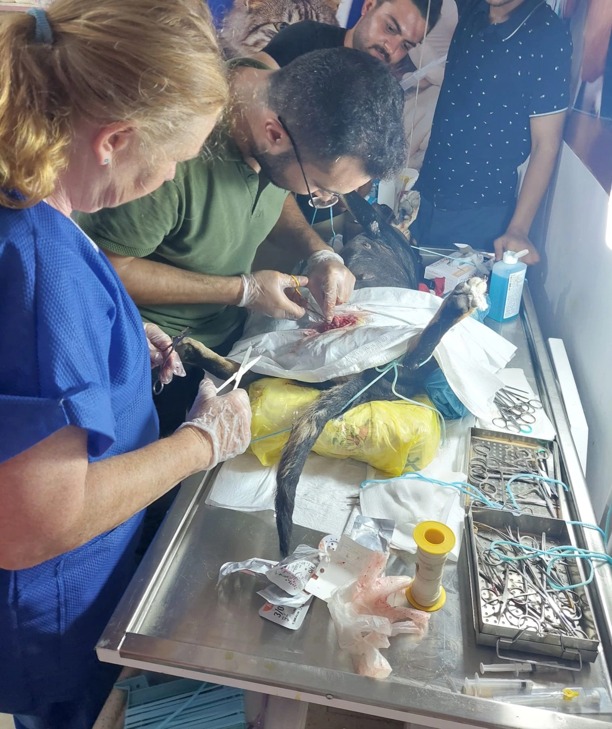 SOUL TO HELP ANIMALS e. V. - Tierschutzverein - Welpe