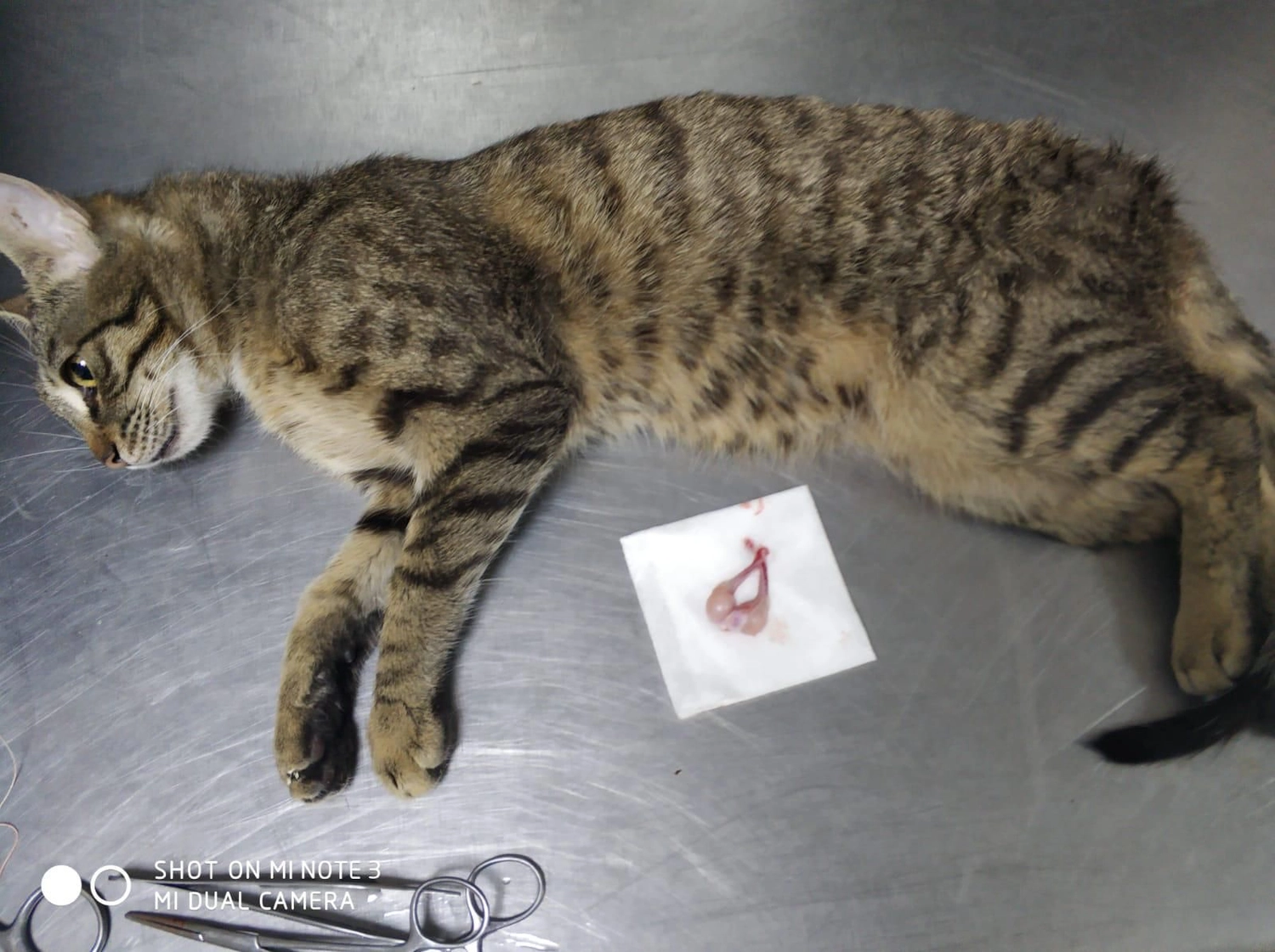 SOUL TO HELP ANIMALS e. V. - Tierschutzverein - Welpe