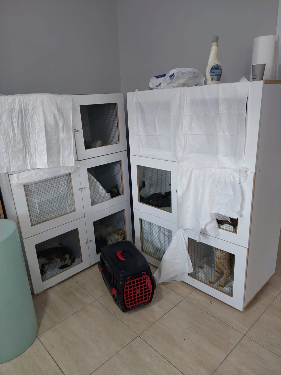 SOUL TO HELP ANIMALS e. V. - Tierschutzverein - Welpe