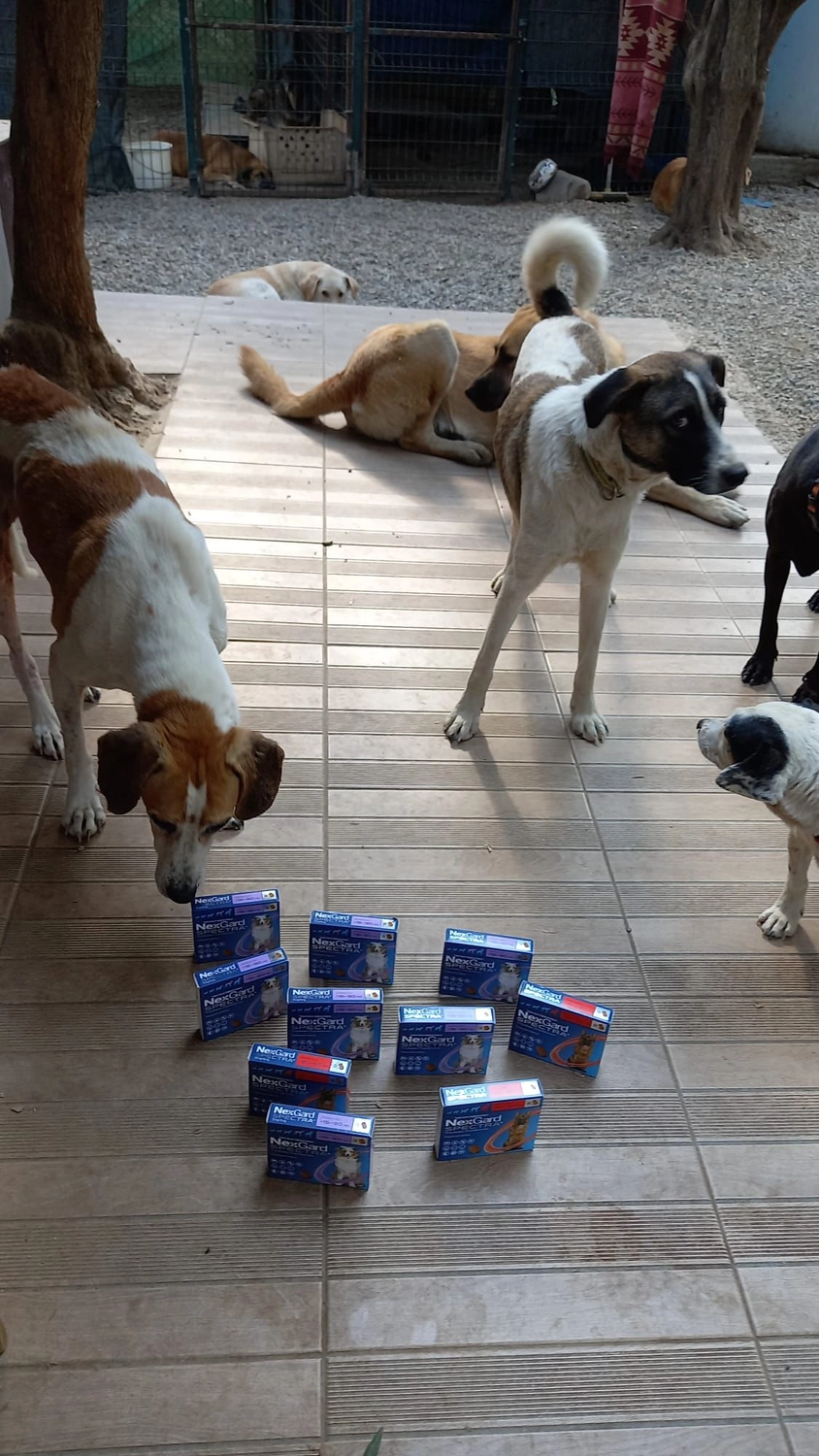 SOUL TO HELP ANIMALS e. V. - Tierschutzverein - Auffangstation für Hunde und Katzen in Izmir