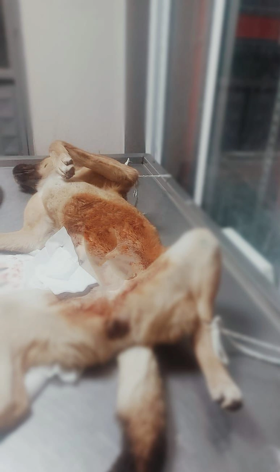 SOUL TO HELP ANIMALS e. V. - Tierschutzverein - Welpe