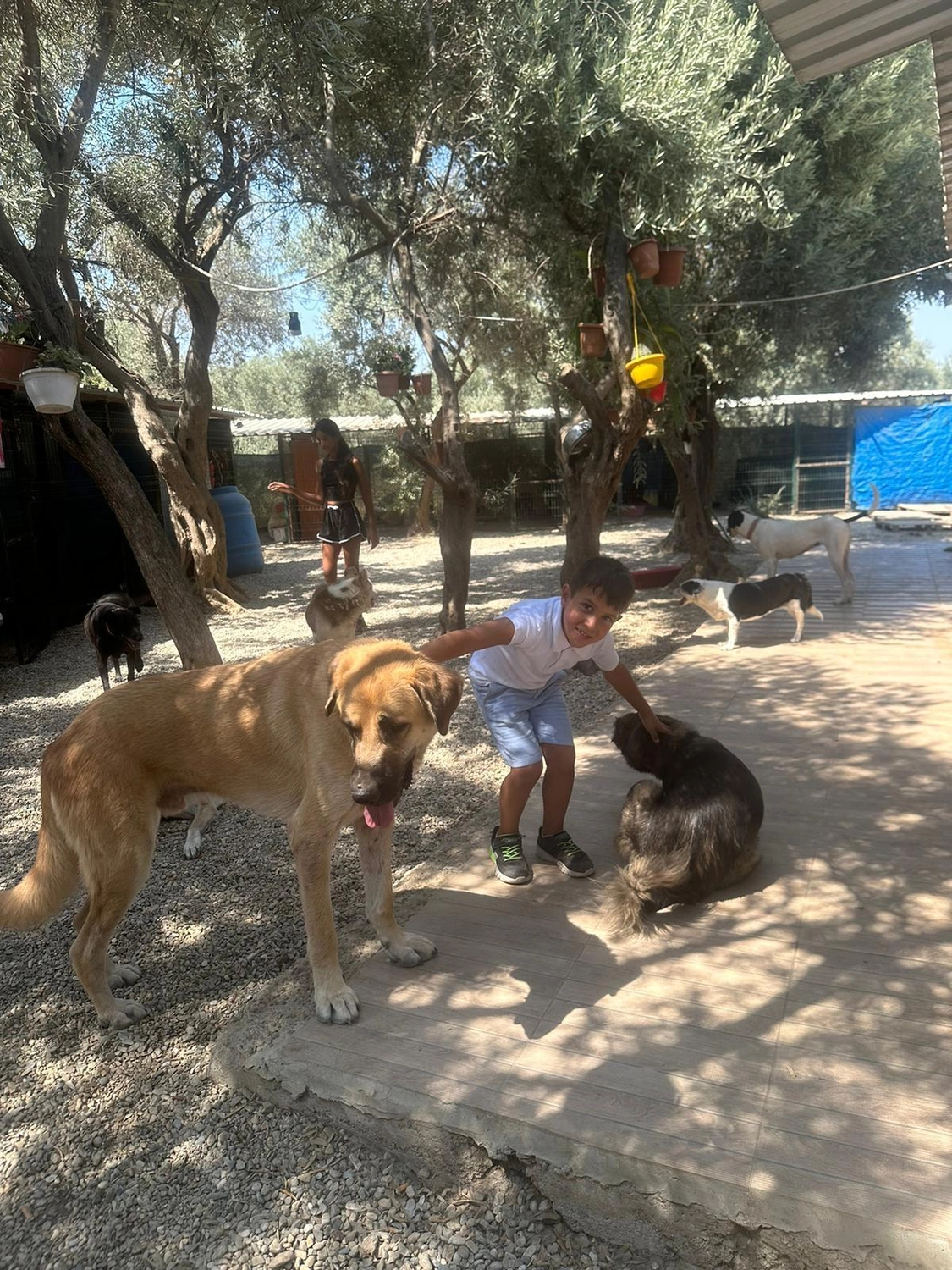 SOUL TO HELP ANIMALS e. V. - Tierschutzverein - Junge spielt mit Hunden