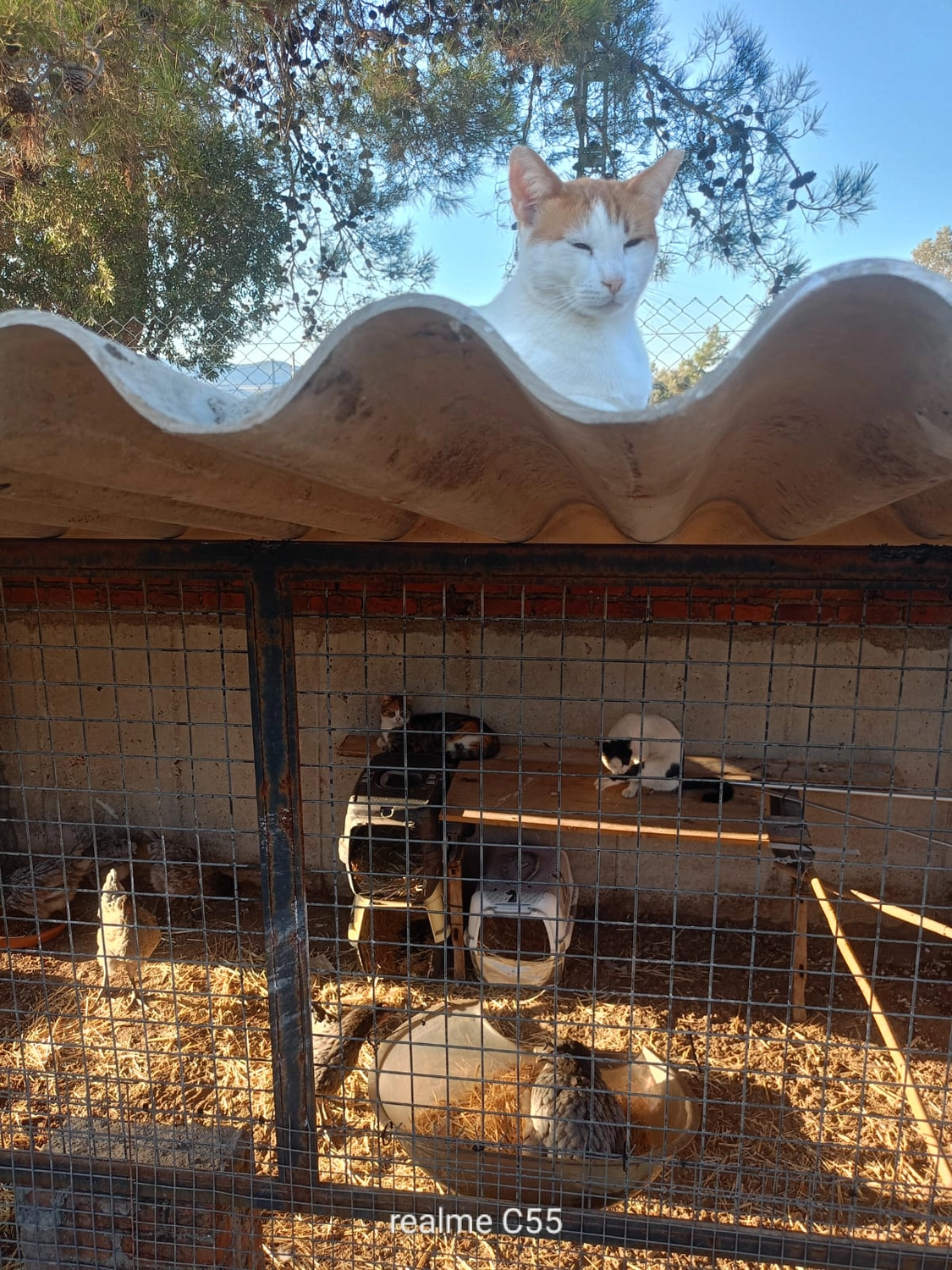 SOUL TO HELP ANIMALS e. V. - Tierschutzverein - Katzendorf in Bodrum