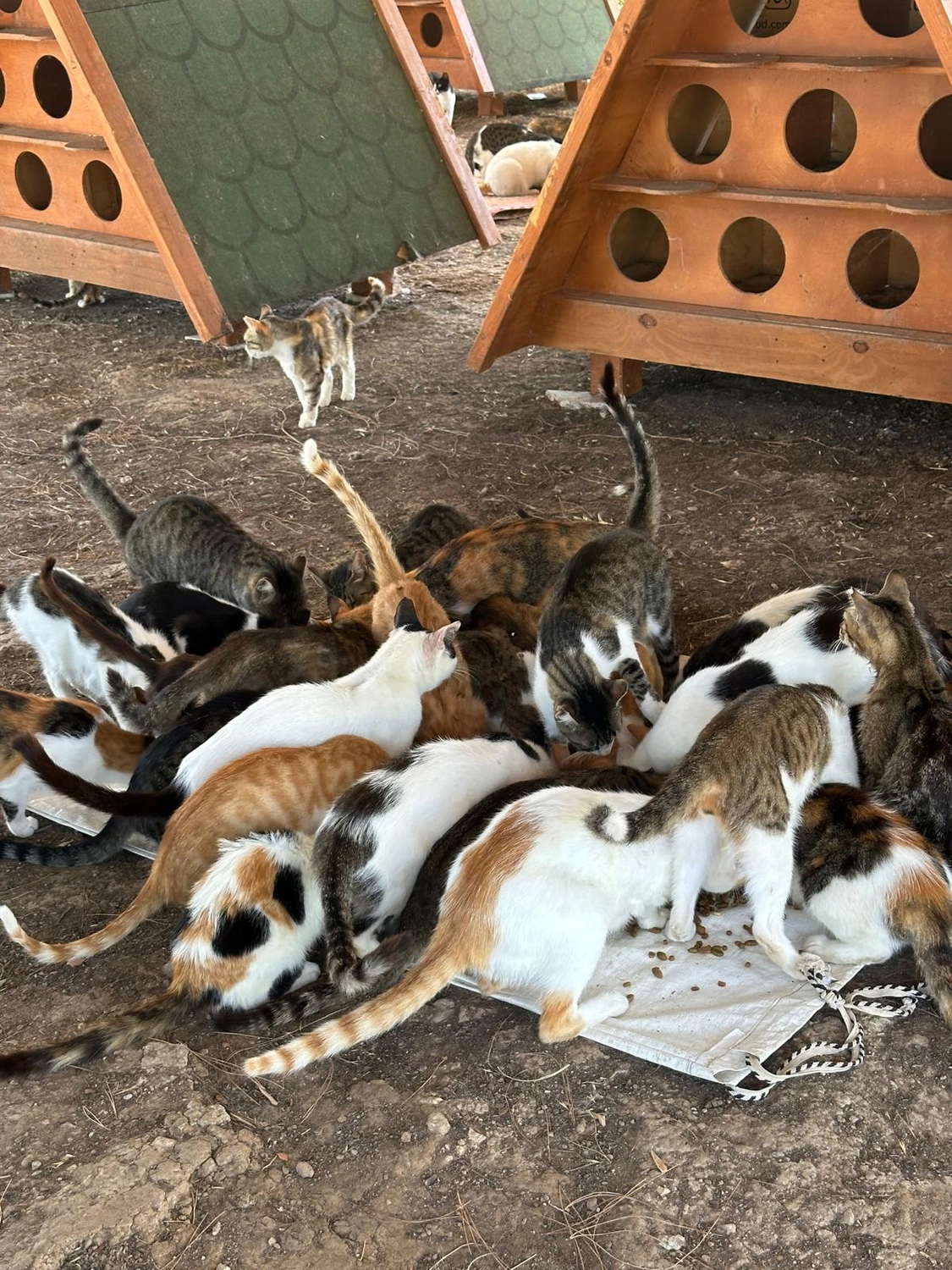 SOUL TO HELP ANIMALS e. V. - Tierschutzverein - Katzendorf in Bodrum