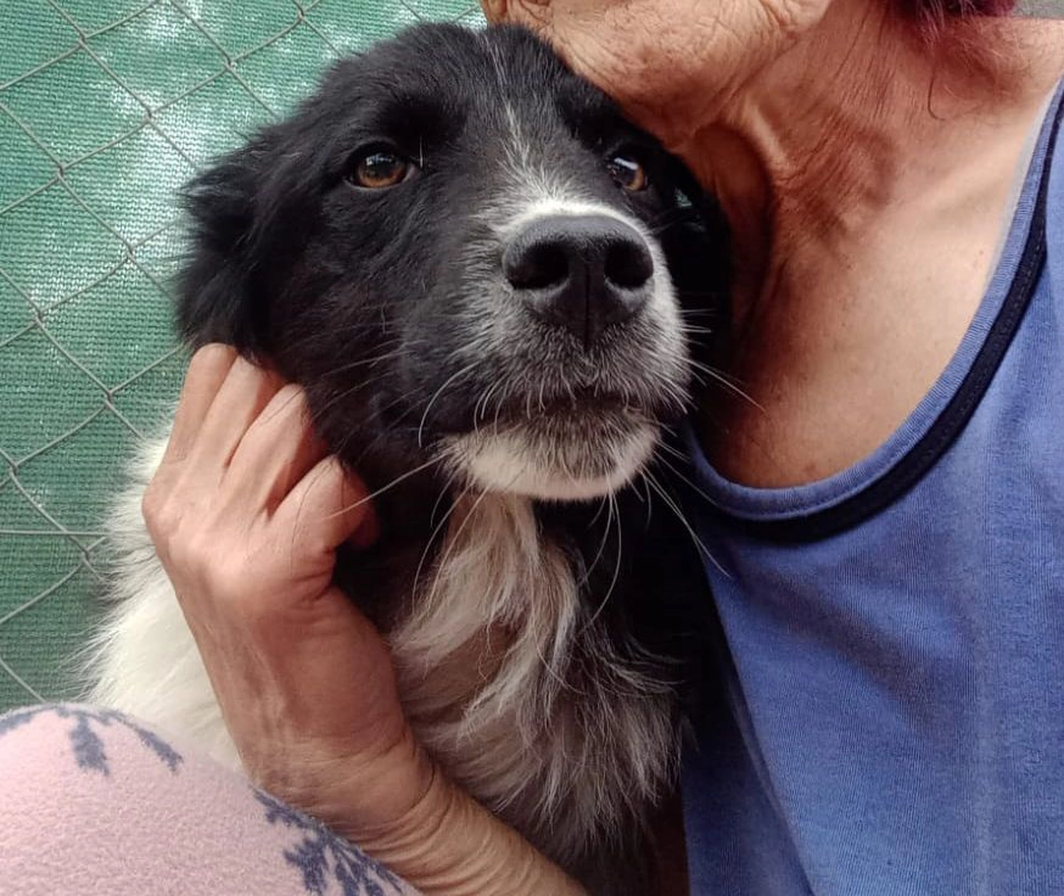 SOUL TO HELP ANIMALS e. V. - Tierschutzverein - Streichelhund