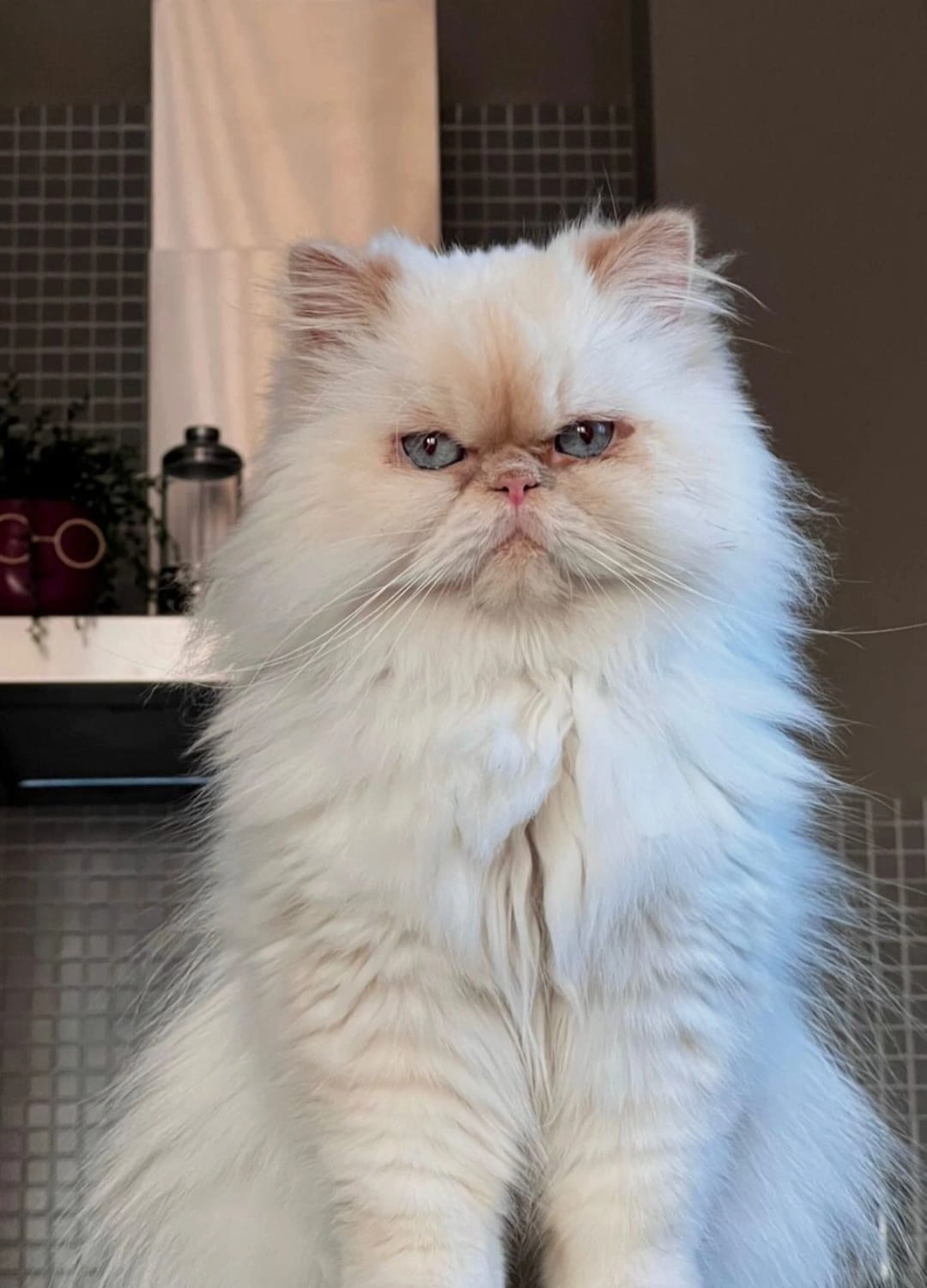 SOUL TO HELP ANIMALS e. V. - Tierschutzverein - Katze Serpil