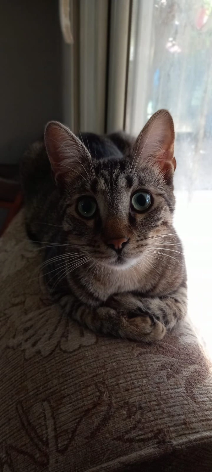 SOUL TO HELP ANIMALS e. V. - Tierschutzverein - Katze Dodo