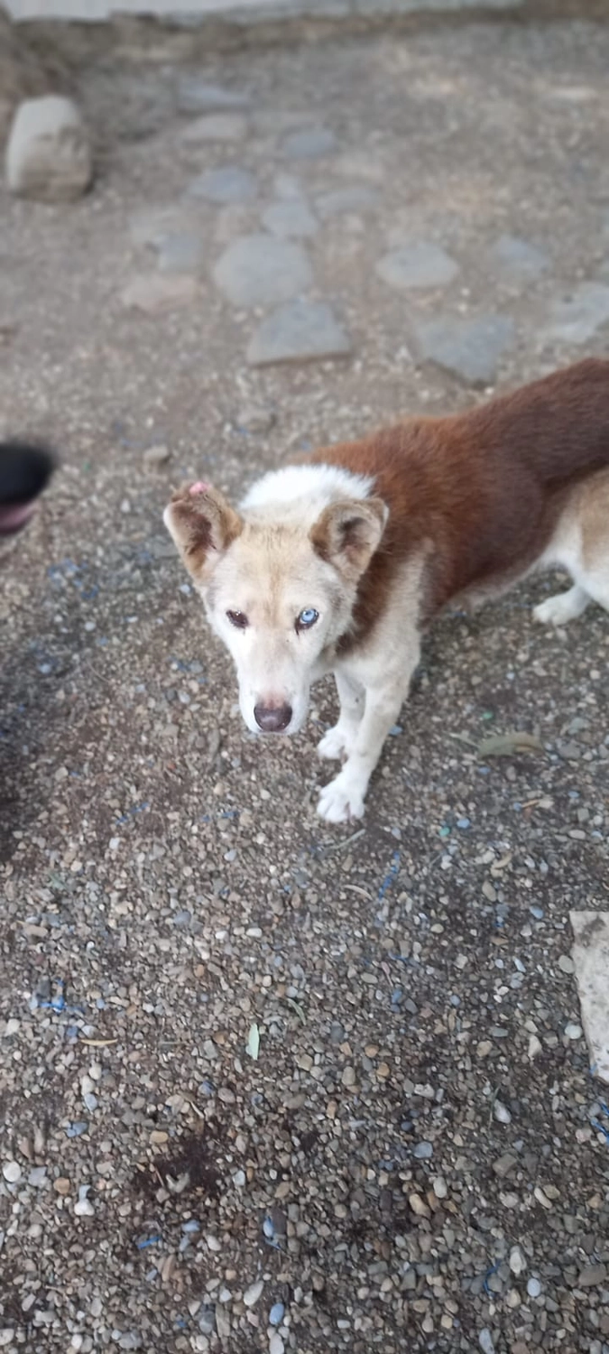 SOUL TO HELP ANIMALS e. V. - Tierschutzverein - Hund Maviş 