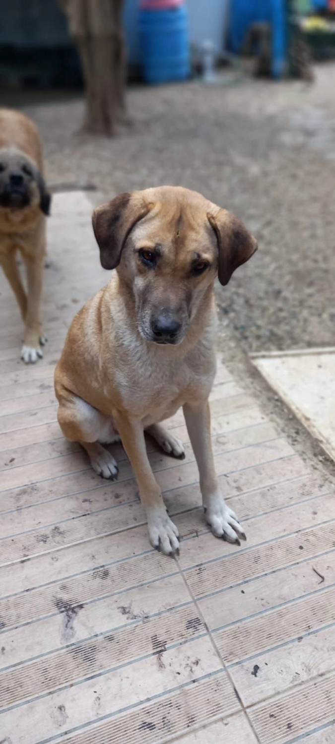 SOUL TO HELP ANIMALS e. V. - Tierschutzverein - Hund Güneş 