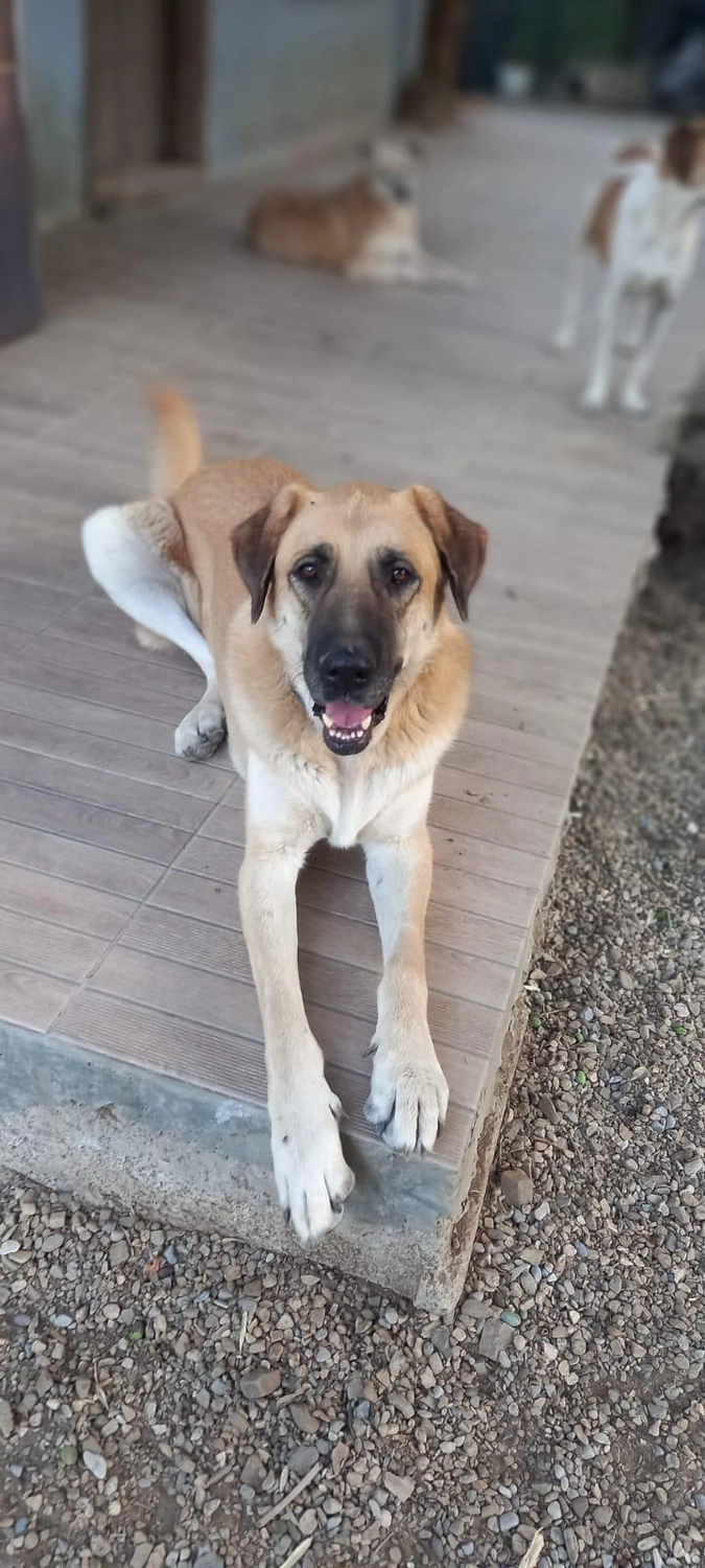 SOUL TO HELP ANIMALS e. V. - Tierschutzverein - Hund Minik 