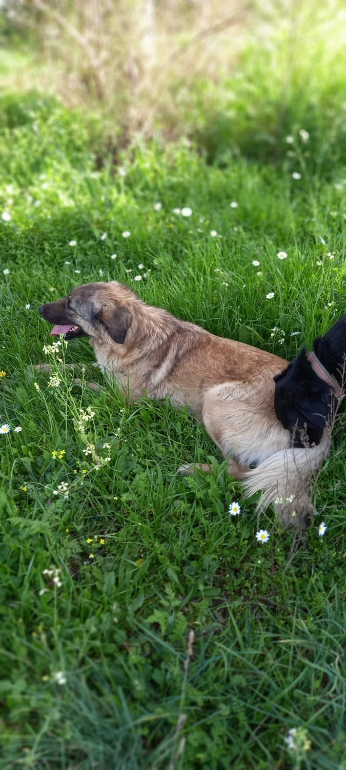 SOUL TO HELP ANIMALS e. V. - Tierschutzverein - Hund sitzt auf Gras