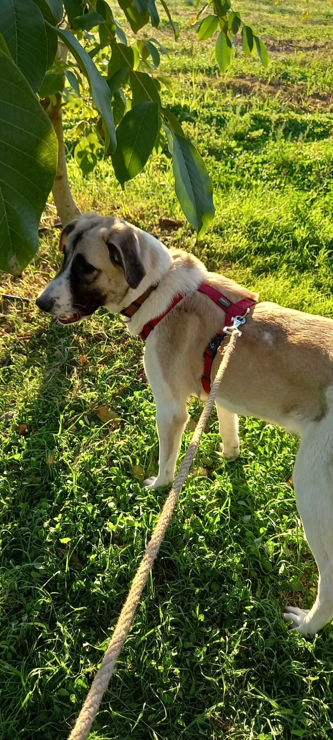 SOUL TO HELP ANIMALS e. V. - Tierschutzverein - Hundespaziergang