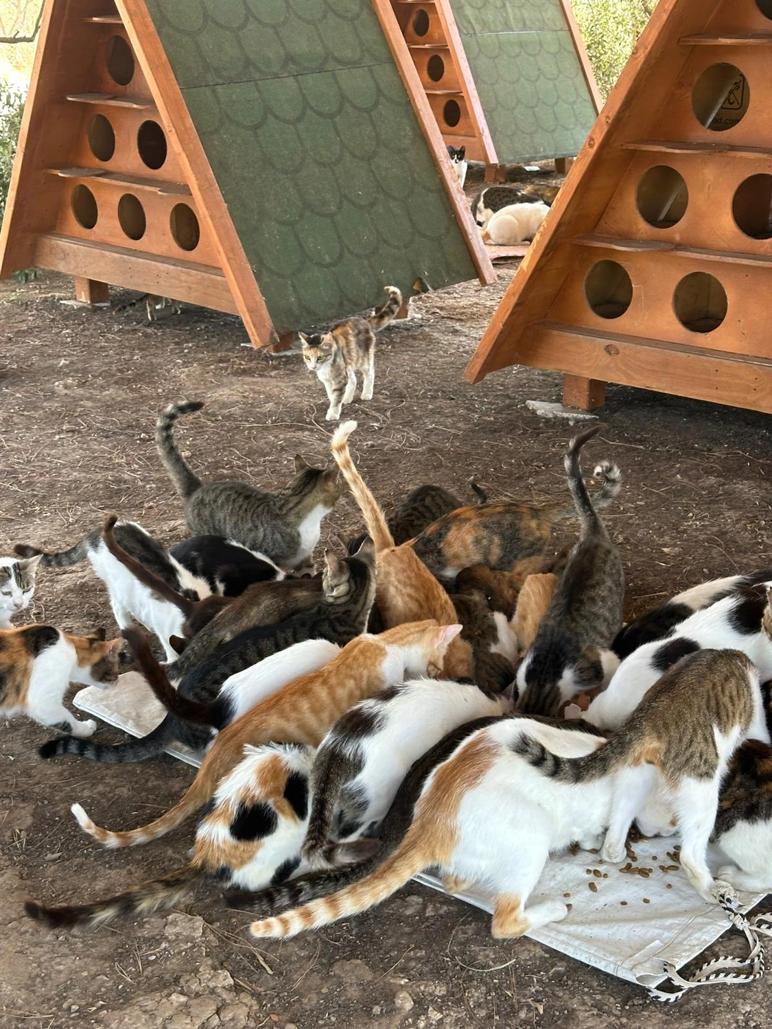 SOUL TO HELP ANIMALS e. V. - Tierschutzverein - Katzen fressen Futter