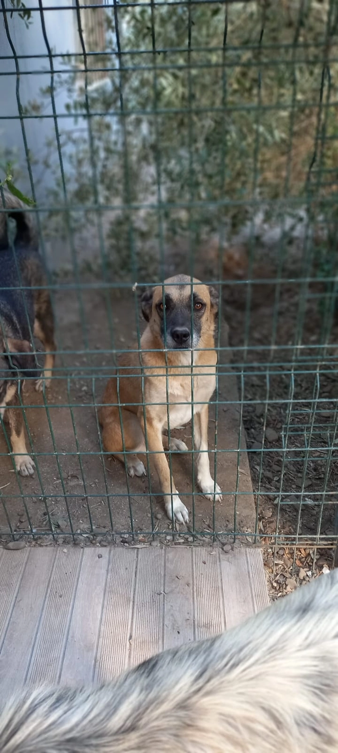 SOUL TO HELP ANIMALS e. V. - Tierschutzverein - Hunde im Käfig