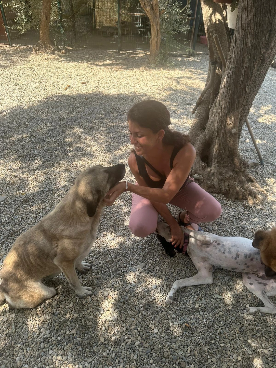 SOUL TO HELP ANIMALS e. V. - Tierschutzverein - Frau streichelt Hunde