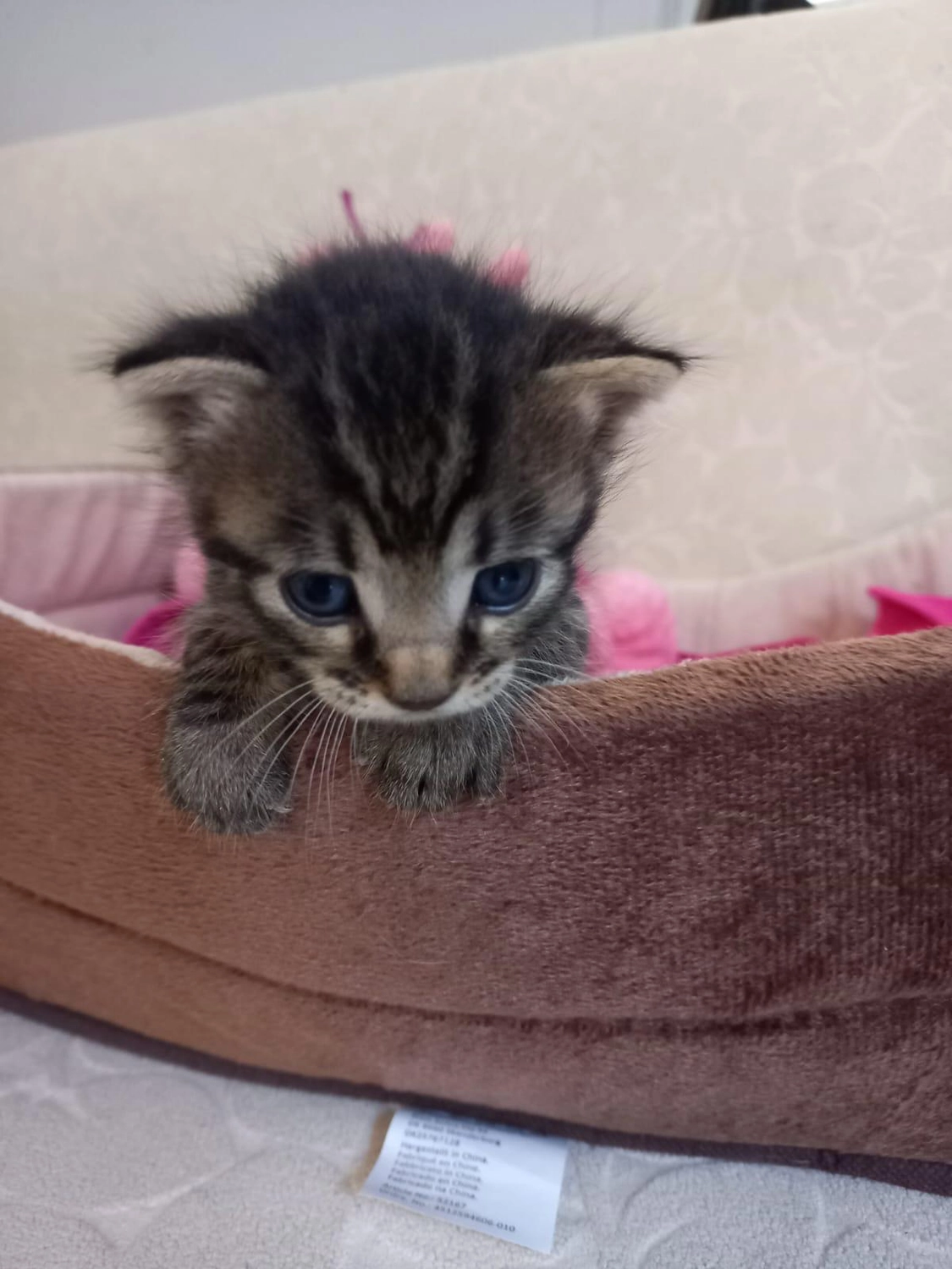 SOUL TO HELP ANIMALS e. V. - Tierschutzverein - Kätzchen