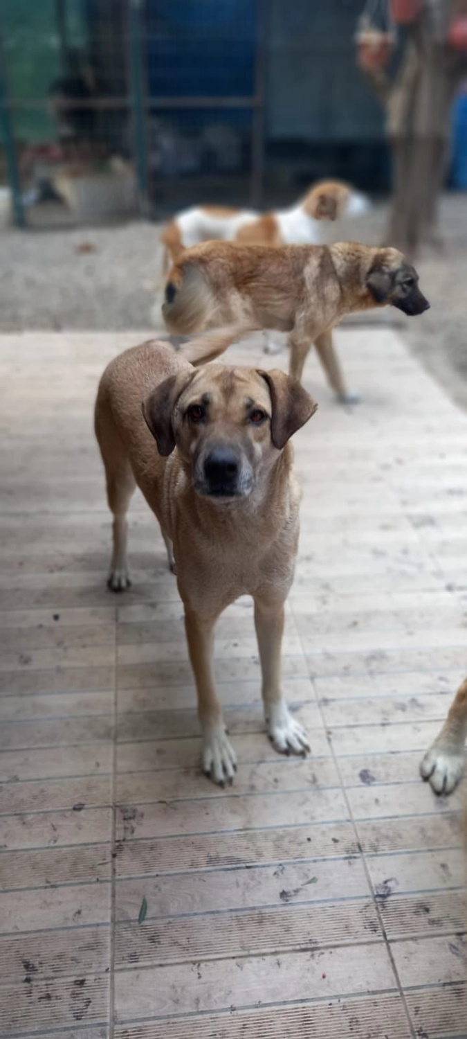 SOUL TO HELP ANIMALS e. V. - Tierschutzverein - Hunde