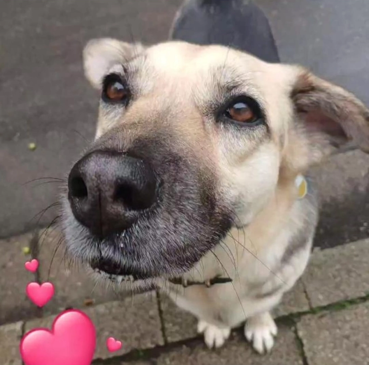 SOUL TO HELP ANIMALS e. V. - Tierschutzverein - Tara-Hund