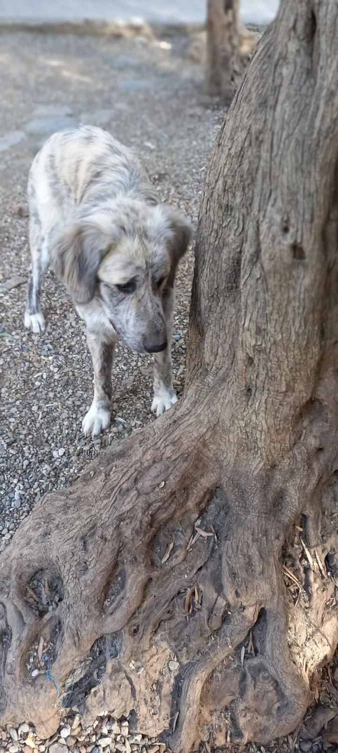 SOUL TO HELP ANIMALS e. V. - Tierschutzverein - Hund Momo