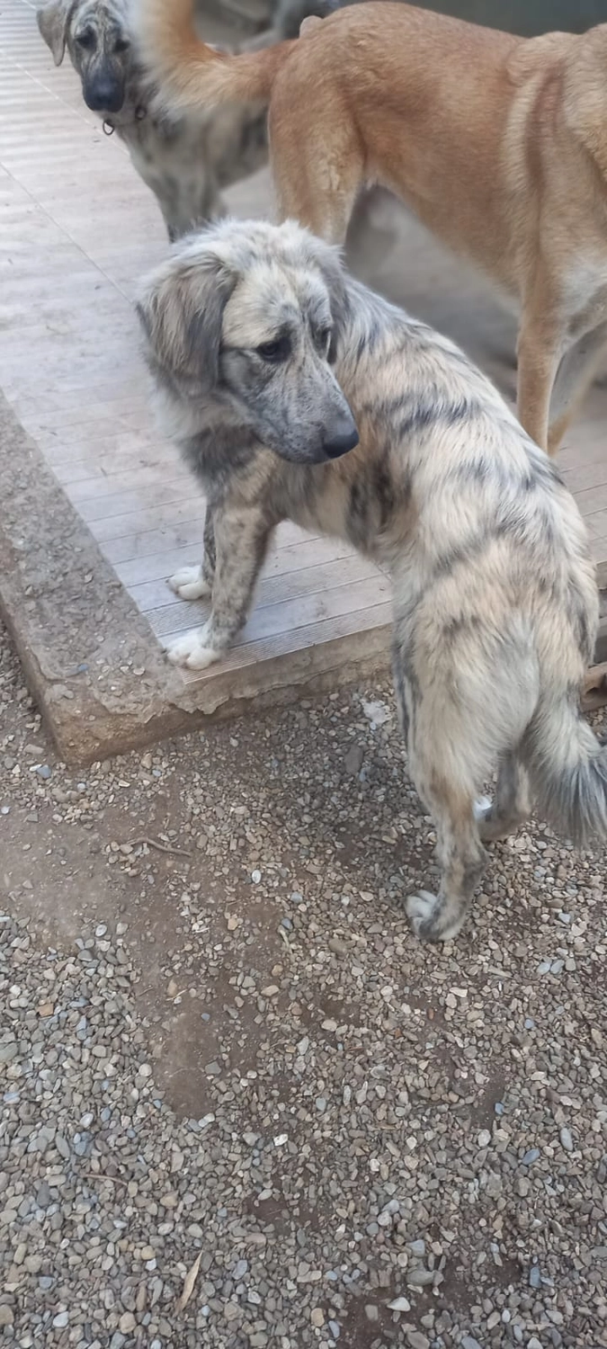 SOUL TO HELP ANIMALS e. V. - Tierschutzverein - Hund Momo