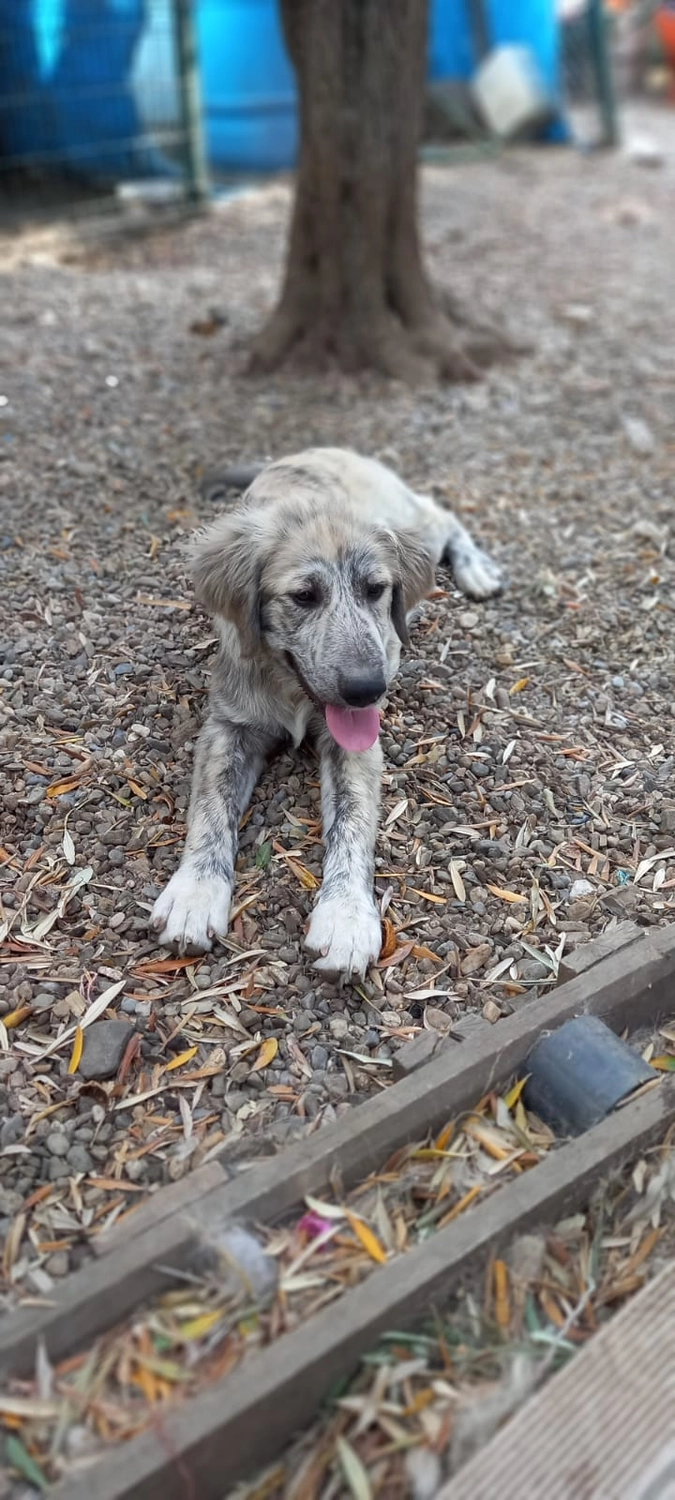 SOUL TO HELP ANIMALS e. V. - Tierschutzverein - Hund Momo