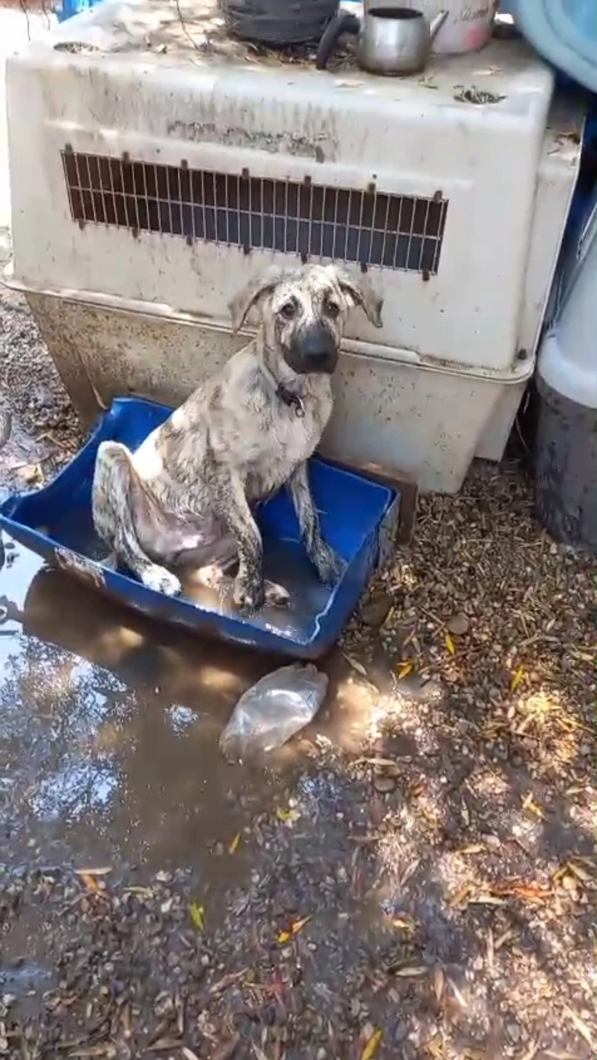 SOUL TO HELP ANIMALS e. V. - Tierschutzverein - Hund Toni