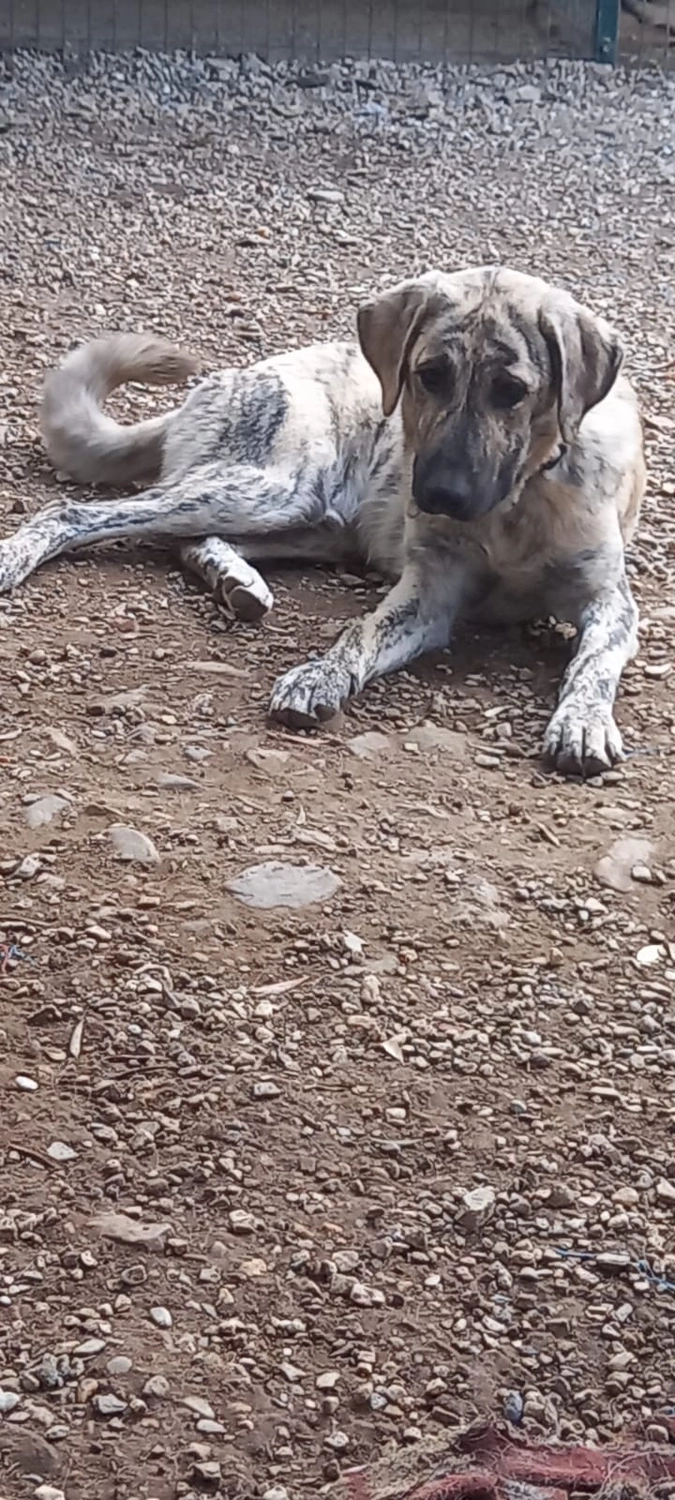 SOUL TO HELP ANIMALS e. V. - Tierschutzverein - Hund Toni