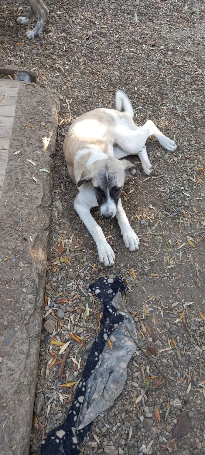 SOUL TO HELP ANIMALS e. V. - Tierschutzverein - Hund Maika