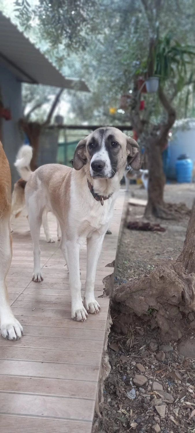 SOUL TO HELP ANIMALS e. V. - Tierschutzverein - Hund Maika