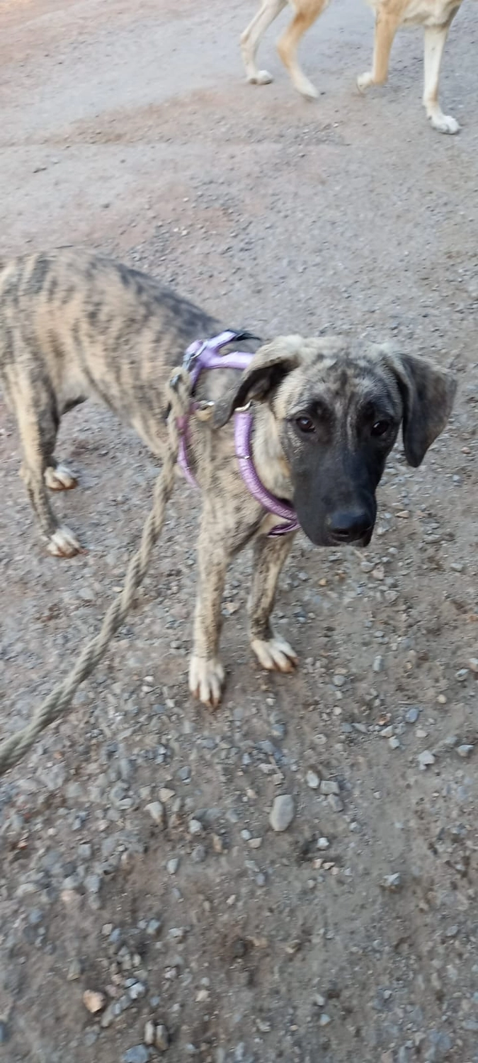 SOUL TO HELP ANIMALS e. V. - Tierschutzverein - Hund Aska