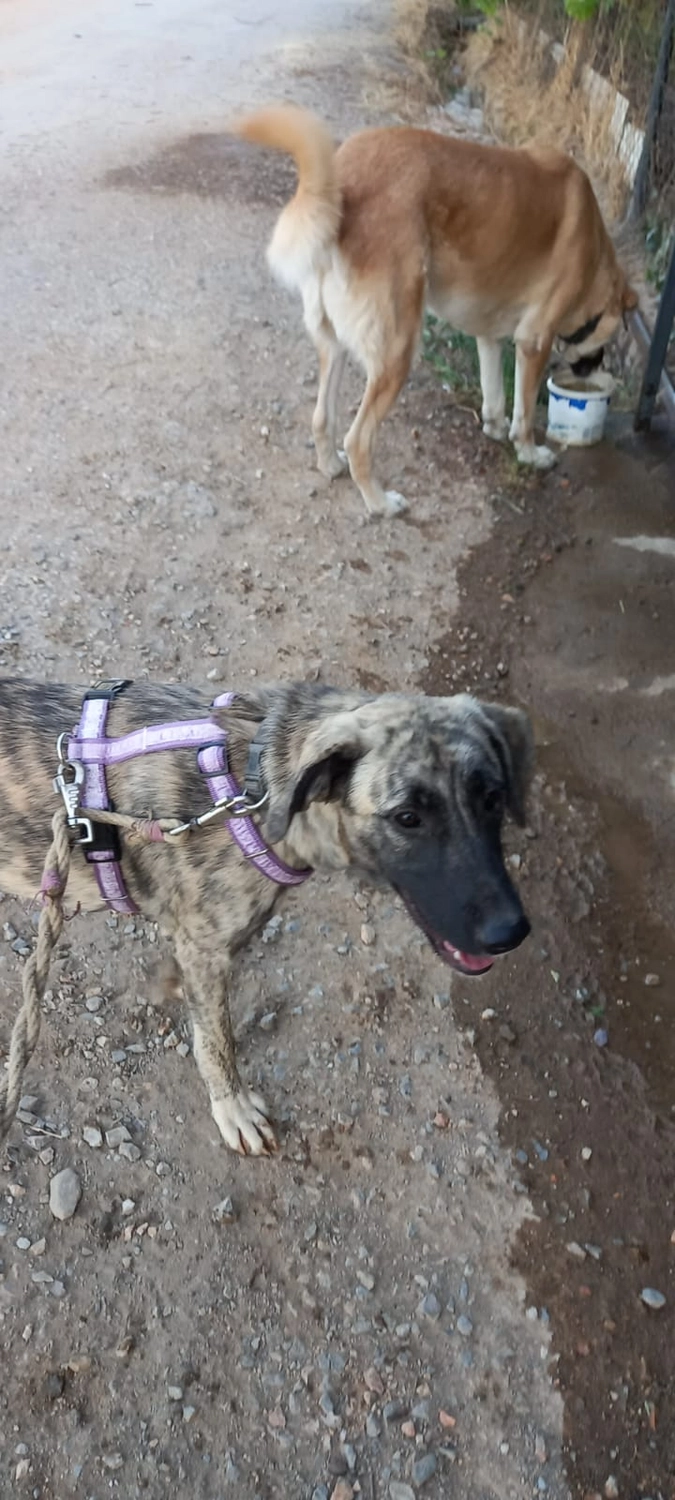 SOUL TO HELP ANIMALS e. V. - Tierschutzverein - Hund Aska