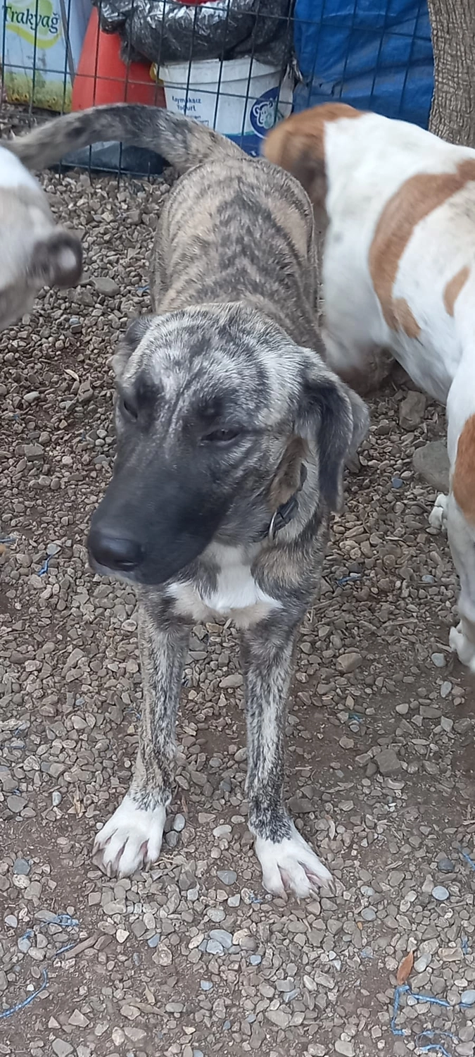 SOUL TO HELP ANIMALS e. V. - Tierschutzverein - Hund Aska