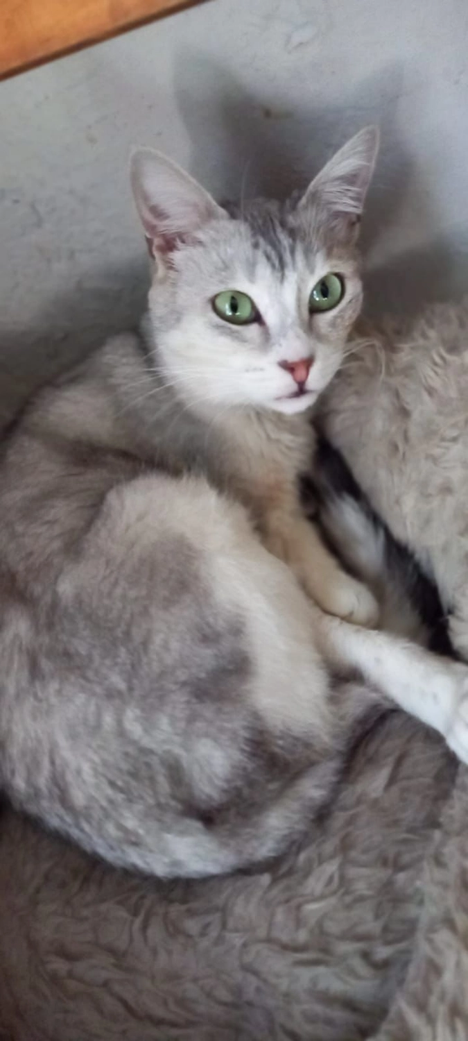 SOUL TO HELP ANIMALS e. V. - Tierschutzverein - Katze Prenses 