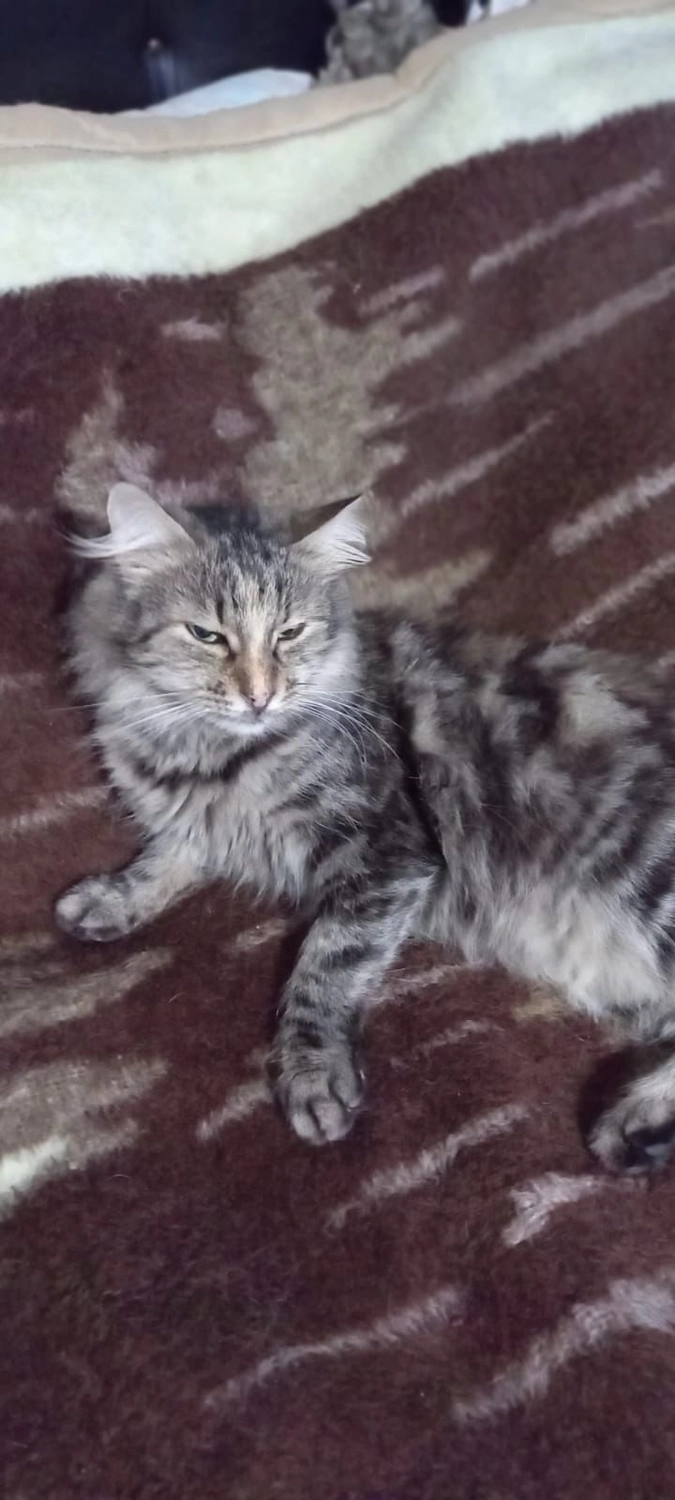 SOUL TO HELP ANIMALS e. V. - Tierschutzverein - Katze Kirpik 