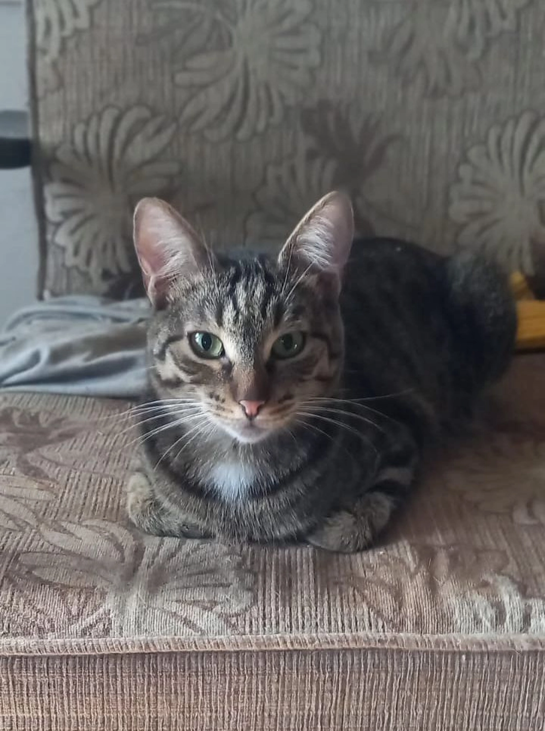 SOUL TO HELP ANIMALS e. V. - Tierschutzverein - Katze Tekircan