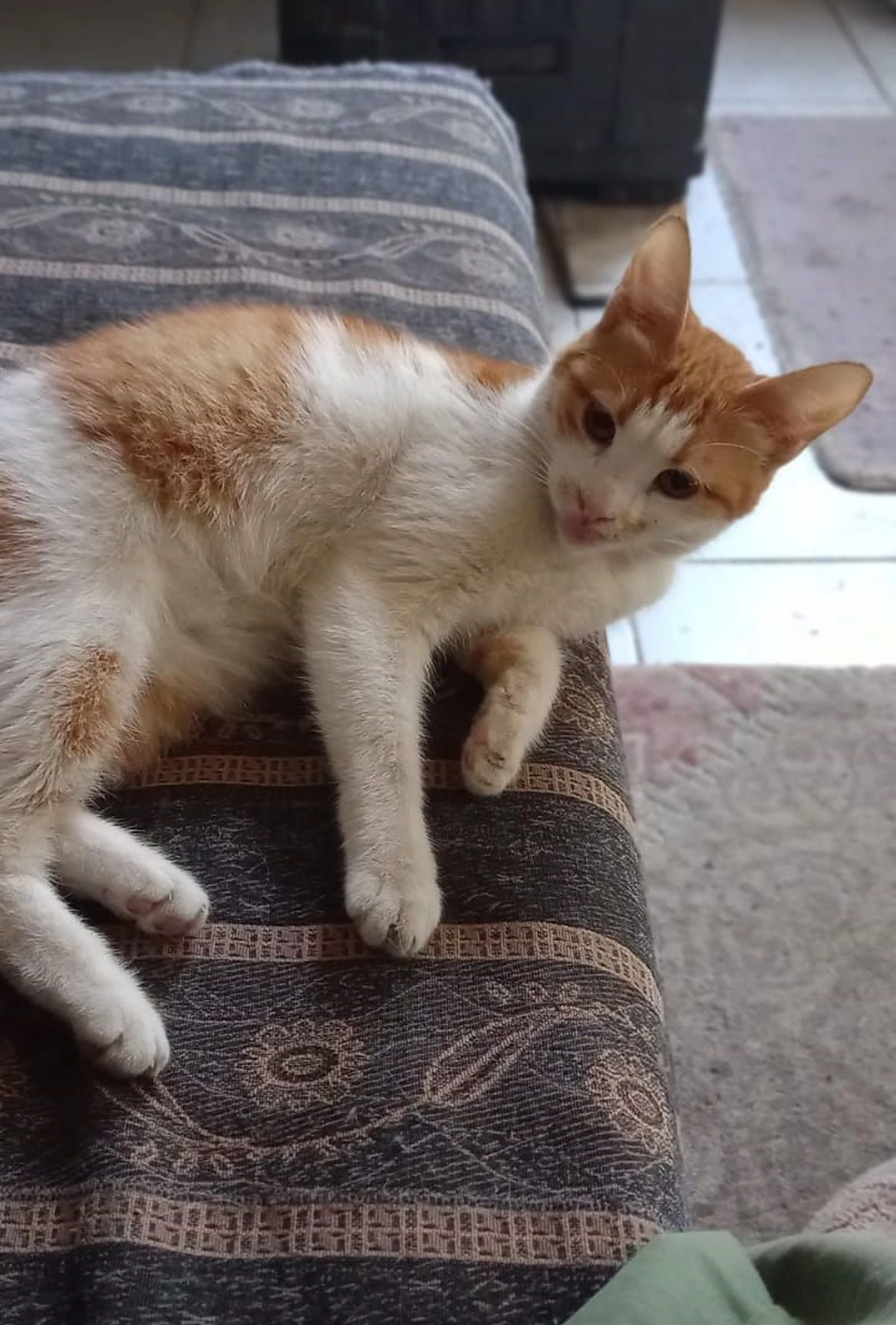 SOUL TO HELP ANIMALS e. V. - Tierschutzverein - Katze Pasaklı 