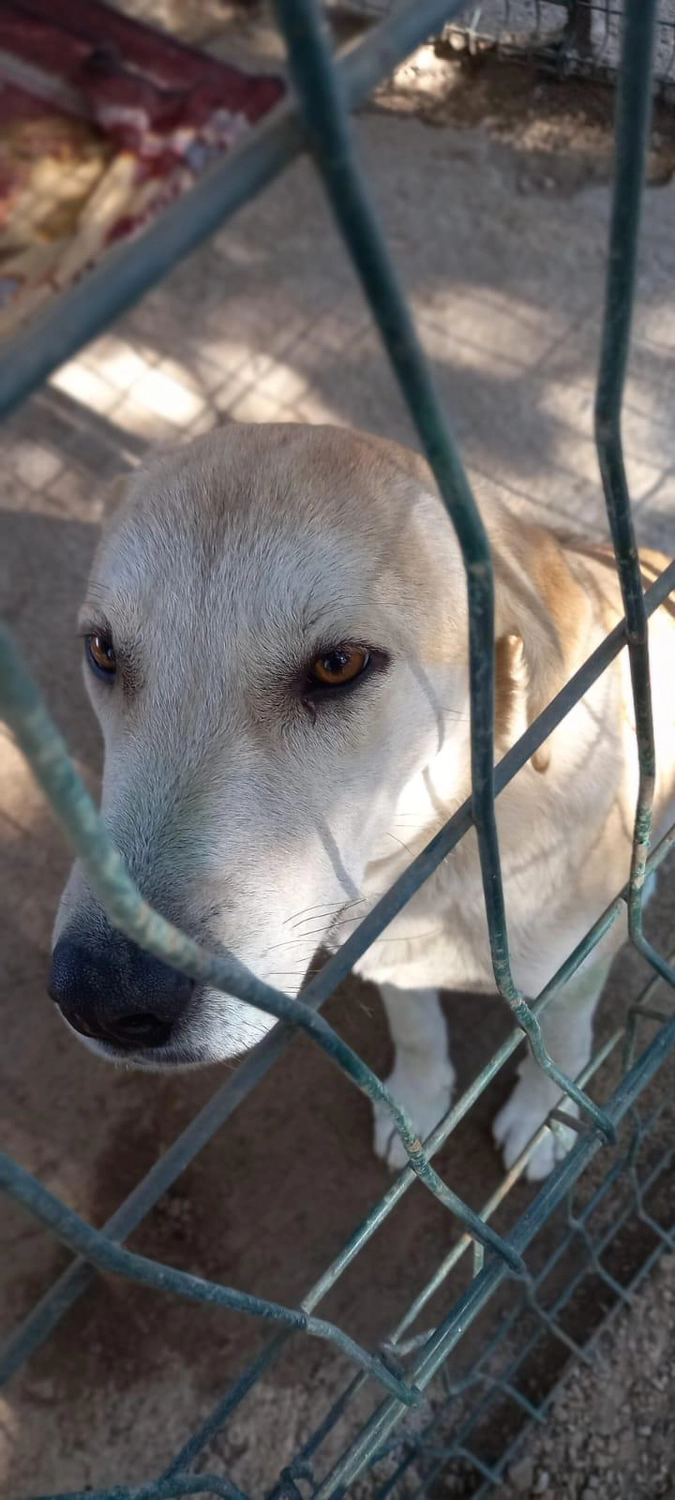 SOUL TO HELP ANIMALS e. V. - Tierschutzverein - Hund Pascha  