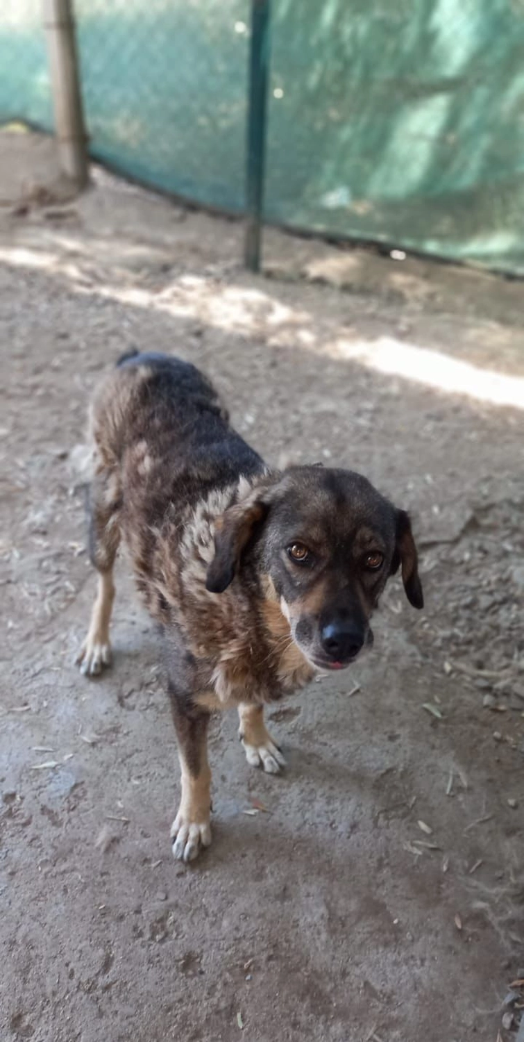 SOUL TO HELP ANIMALS e. V. - Tierschutzverein - Hund Suzi  