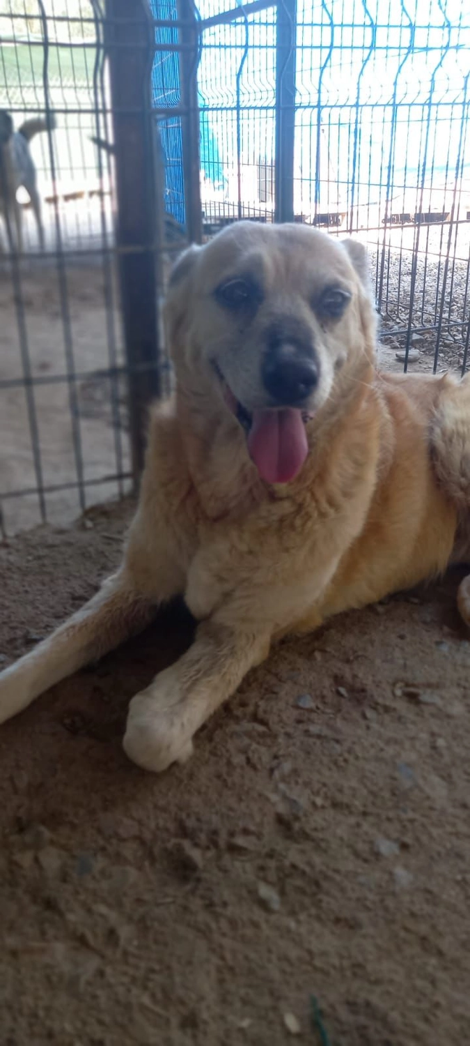 SOUL TO HELP ANIMALS e. V. - Tierschutzverein - Hund Sarı  