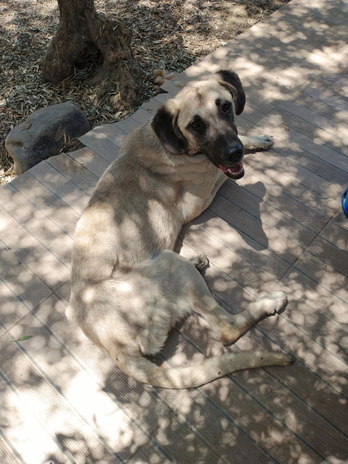 SOUL TO HELP ANIMALS e. V. - Tierschutzverein - Hund Midas 