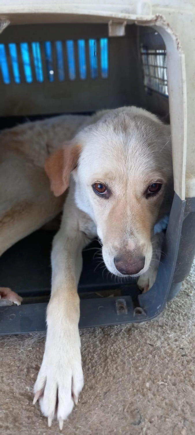 SOUL TO HELP ANIMALS e. V. - Tierschutzverein - Hund Hachiko 