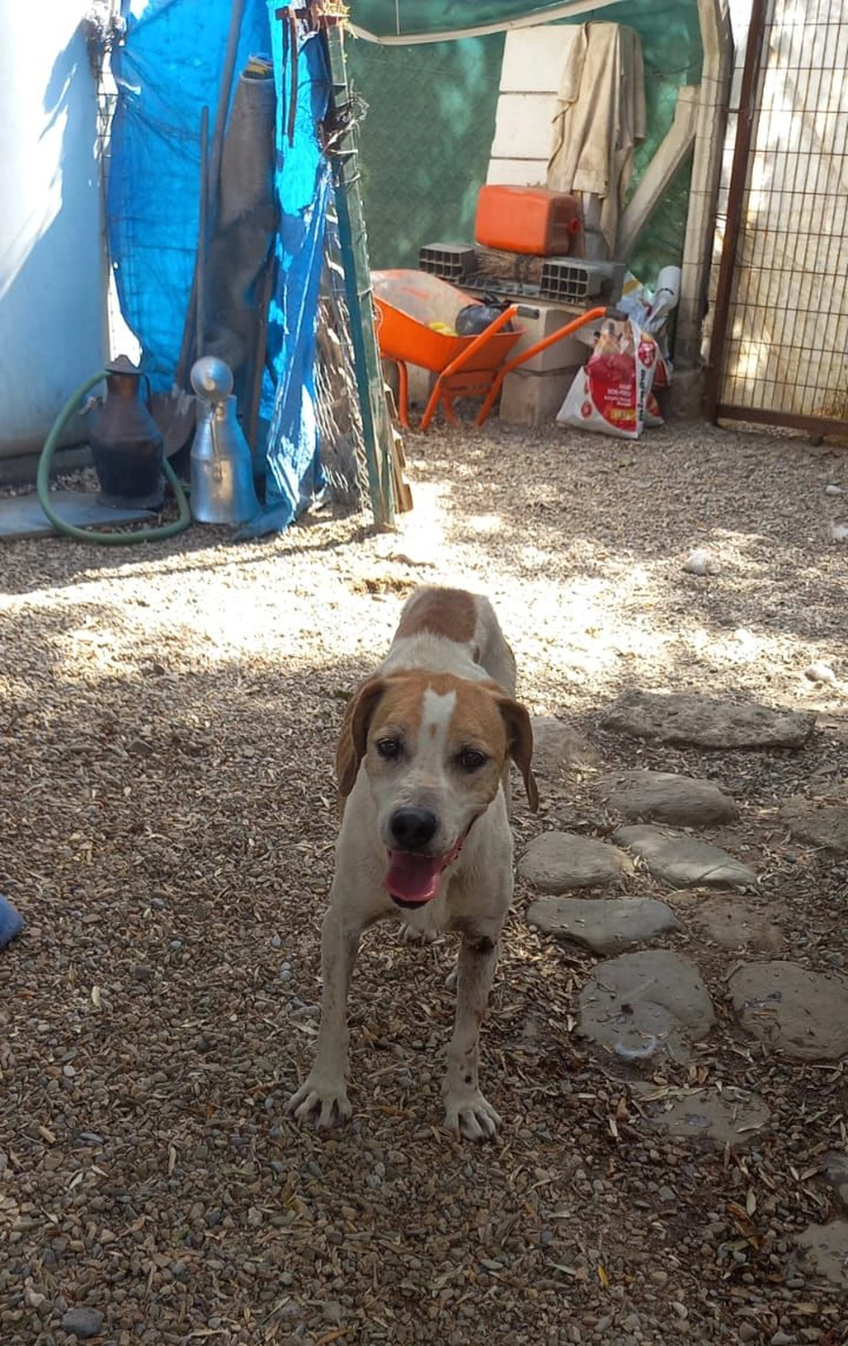 SOUL TO HELP ANIMALS e. V. - Tierschutzverein - Hund Balkiz 