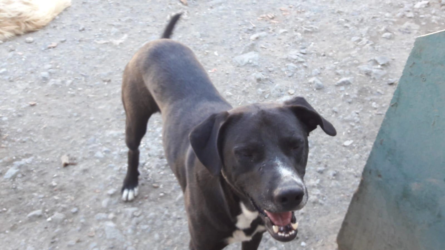 SOUL TO HELP ANIMALS e. V. - Tierschutzverein - Hund Pulsar 