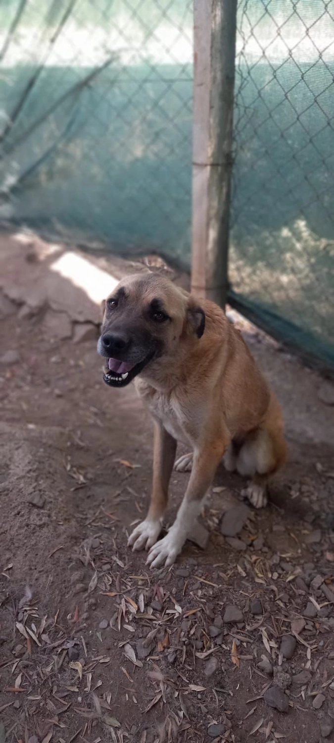 SOUL TO HELP ANIMALS e. V. - Tierschutzverein - Hund Timo  