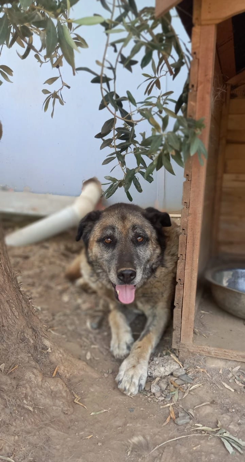 SOUL TO HELP ANIMALS e. V. - Tierschutzverein - Hund Tomi  